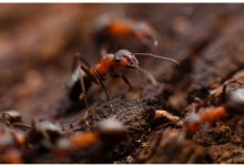 Best Pest Control Albany, NY: Get Rid of Pests for Good